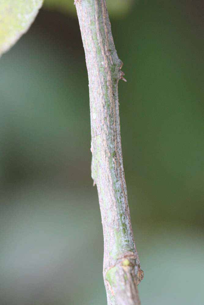              Second - third year twig (Riverside, CA)       